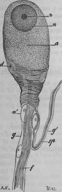 Fig. 117.   Spiral ganglion cell from the pneumogastric of the frog. This figure is not taken from the cells in the cardiac nerves, as in them the connection between the spiral and straight fibres has not been clearly made out, but it is probable that these cells have a structure similar to the one figured (Ranvier, op.