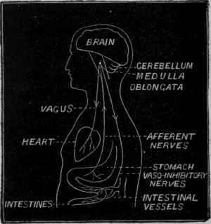 Fig. 141.   Diagram to show the nervous mechanism by which the action of the heart may be depressed by irritation of the stomach. The reflex irritation of the vagus may render the heart's action simply weak, or slow and weak (vide p.