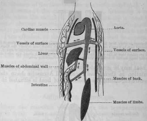 Fig. 146. Diagram to illustrate the action of alterations in the circulation of the surface of the body and the internal organs and muscles upon the temperature.