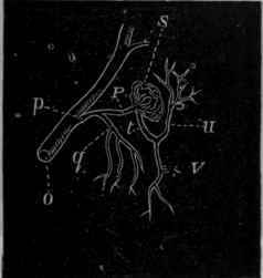 Fig. 149.   Diagrammatic sketch of the blood vessels in a mammalian kidney. 0 is an artery ascending into the cortical substance of the kidney; p is a branch from it which divides into two branches, q and P.