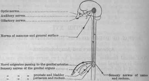 Fig. 154.   Diagram to illustrate the action of aphrodisiacs and anaphrodisiacs. The darkly shaded spot indicates the genital centre in the brain, and the lighter spot the spinal centre in the lumbar portion of the cord.