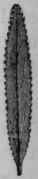 Fig. 185. Barosma serratifolia.
