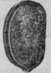 Fig. 188. Calabar Bean, half the natural size.