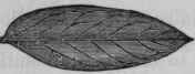 Fig. 189.   Alexandrian Senna, half natural size.