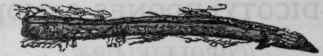 Fig. 200. Bark of Cinchona officinalis, half the natural size.