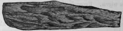 Fig. 201.   Cinchona Calisaya Bark, half the natural size.