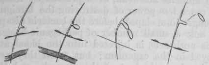 Fig. 22. A spore germinating and forming conidia, which drop off and become free in