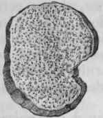 Fig. 225. Slice of Colchicum.
