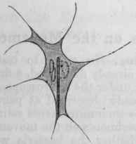 Fig. 26. A connective tissue phagocyte, containing three fungi cells.