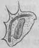 Fig. 28. The same leucocyte, a few minutes later, after it has completely enveloped the bacillus.