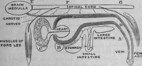 Fig. 66. Diagram illustrating Magendie's method of investigating the mode of action of upas (strychnine). A, femoral vein; B, peritoneum; c, pleura; d, femoral artery; E, F, g, spinal cord, to which small arteries are seen passing from the aorta.