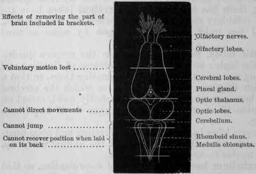 Fig. 67.   Diagram of the higher nerve centres of the frog.