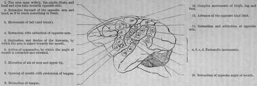 Fig. 68.   Brain of monkey, showing the position of the motor and sensory centres as ascertained by Ferrier. The actions all occur on the side of the body