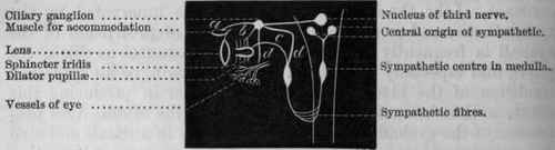 Fig. 74.   Diagram to show the nervous supply of the eye. a, nerves to the ciliary muscle regulating accommodation; b, nerves to the contracting fibres, and c, nerves to the dilating fibres of the iris; d, vaso motor nerves to the vessels of the eye.