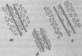 Fig. 9.   Diagram to illustrate the action of quinine on leucocytes, modified from Binz (Das Wesen der Chininuirkung. Berlin, 1868)