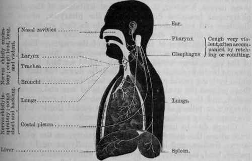 Pathology Of Cough 119