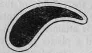 Left Ear