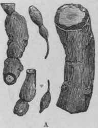 2 East Indian Root 258