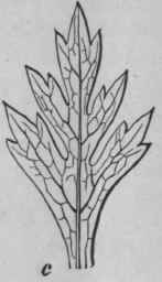 FIG. 105. Portion of leaf of a, Conium maculatum; b, Anthriscus sylvestris; c, AEthusa Cynapium. Magnified 2 diam. (Vogl.)