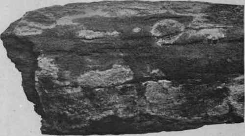 FIG. 135. Bark of Cinchona lancifolia, showing patches of silvery cork. Natural size.