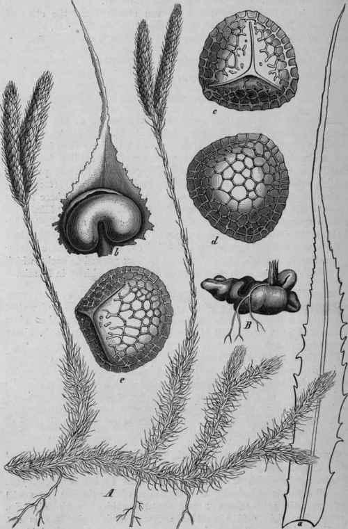 FIG. 225.   Lycopodium. A, portion of Lycopodium clavatum, natural size: a, foliage leaf; 6, sporophyll with sporangium, magnified; c, d, e, spores, highly magnified. B, Prothallium of an allied species. (Luerssen.)