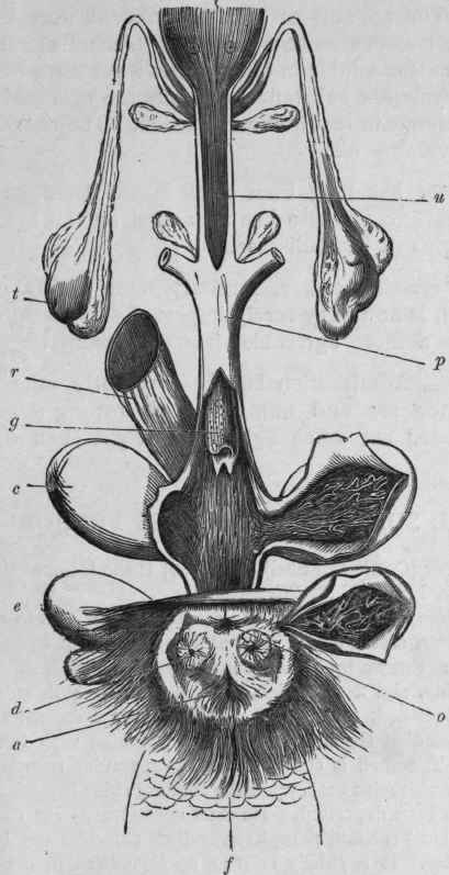 FIG. 249.   Sexual organs of male Beaver, showing the position of the two castor sacs, c, communicating by a common aperture with the preputial canal. The latter and one of the castor sacs have been opened. t, testicle; u, urethra; c, castor sacs; g, gland of penis; p, penis; r, rectum; a, anus; e, anal gland; d, aperture of anal gland; o, preputial orifice; f, undersurface of tail. (Moeller, after Brandt.)