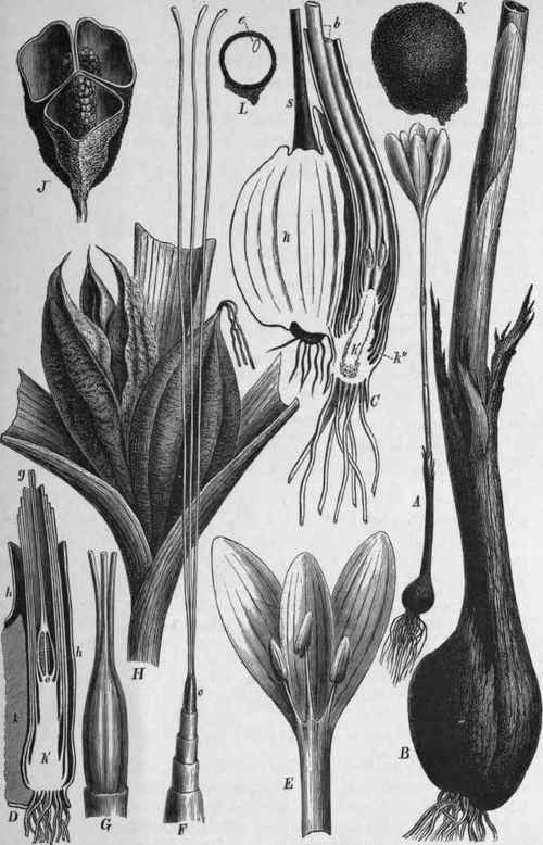 Fig. 100.   Colchicum autumnale. A, flowering plant, much reduced. B, lower part of the same, natural size.