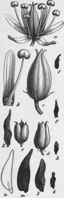 Fig. 101.   Cevadilla seed. a, flower, magnified. 6, stamen, magnified. c, fruit, magnified. d, e, fruit after dehiscence, natural size. f, g, h, i, seeds, natural size; k, l, m, enlarged; n, cut longitudinally. (Luer ssen.)