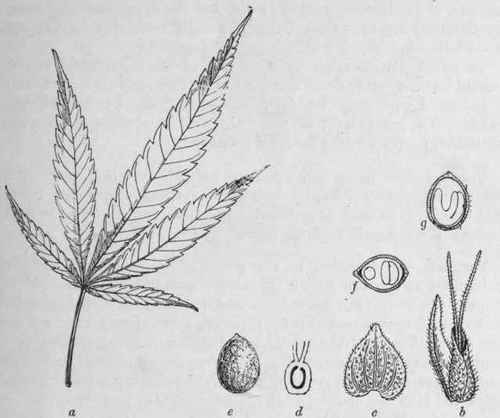 Fig. 109. Indian Hemp. a, young leaf. b, pistillate flower enclosed by a bract and supported by a stipule. c, bract, showing glands. d, ovary, cut longitudinally. e, fruit (hemp seed). / and g, fruit in transverse and longitudinal section (figures after Holmes).