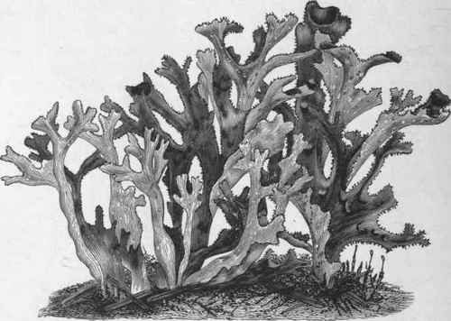 Fig. 114. Iceland Moss (Cetraria islandica.) Natural size. (Luerssen.)