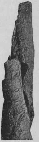 Fig. 117. Canella bark. Natural' size.