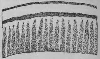 Fig. 120. Nux Vomica bark. Transverse section, showing band of sclerenchymatous cells. Magnified. (Planchon and Collin.)