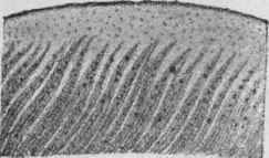 Fig. 121. Simaruba bark. Transverse section. Magnified. (Berg.)