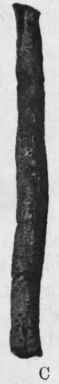 Fig. 139.   Cascarilla bark. A, large; B, medium; C, small. All natural size.