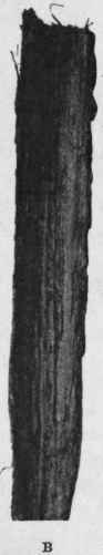 Fig. 141.   Oak bark. A, outer surface, showing the smooth, glossy cork and transverse lenticels. B, inner surface. Natural size.