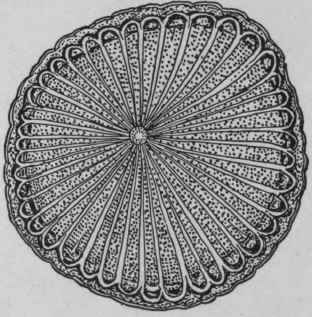 Fig. 153.   Coscinium fenestratum. Transverse section of stem. Natural size. (Pharmaceutical Journal.)