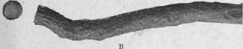 Fig. 157. Peruvian Rhatany root. A, portion of an older root, showing scaly cork; natural size. B, portion of a younger root, natural size.