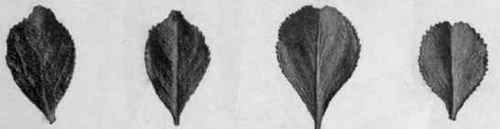 Fig. 16. Buchu leaves (B. betulina), showing the shape, margin, and recurved apex. Natural size.