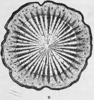 Fig. 173.   Pellitory root. A, root, natural size. B, transverse section, showing radiate structure of the wood and the distribution of the oleo resin glands, magnified. (Planchon and Collin.)