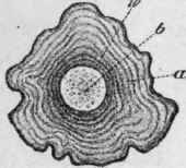 Fig. 176. Dandelion root. Transverse section. a, bark; b, wood; w, cambium Magnified 4 diam. (Berg.)