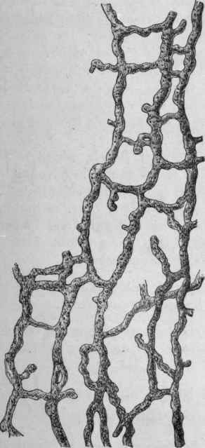 Fig. 177. Anastomosing latici ferous vessels of Dandelion root. Magnified 140 diam. (Vogl.)