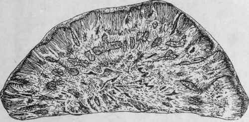 Fig. 189. Chinese Rhubarb (Shensi flat). Transverse section, showing the remains of the bark (as a narrow exterior layer), the cambium (as a dark line), the wood (with a more or less distinctly radiate structure), and an irregular circle of starspots (abnormal fibro vascular bundles). (Planchon and Collin.)
