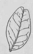 Fig. 19.   Leaflet of Pilocarpus microphyllus. (Holmes.)