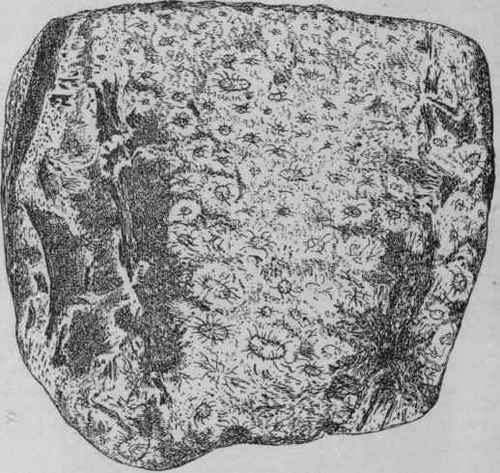 Fig. 190. Chinese Rhubarb (Shensi flat). Flat (inner) surface of a plano convex piece, showing irregularly distributed star spots. (Planchon and Collin.)