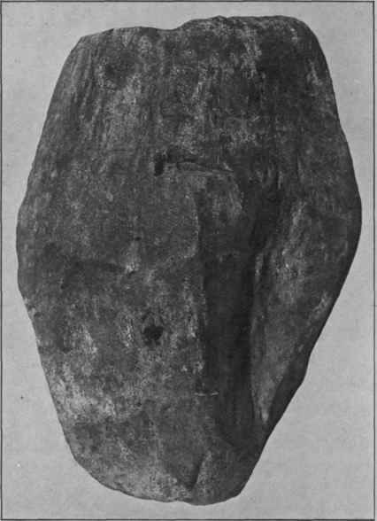 Fig. 192. Chinese Rhubarb (flat High dried). Slightly reduced.