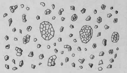 Fig. 221.   Rice Starch. Magnified 300 diam. (Tschirch.)
