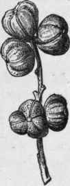 Fig. 228. Fruits of Mallotus philippinensis. Natural size. (Vogl.)