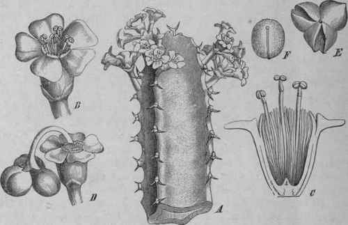 Fig. 236.   Euphorbia resinfera. A, flowering branch, natural size. B and C, staminate, D, pistillate flower, magnified. E, fruit, and F, seed, magnified. (Luerssen, after Berg and Schmidt.)