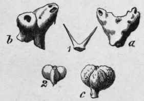 Fig. 238.   Euphorbium. 1, pair of stipules; a, and b, stipules covered with gum resin; 2, fruit; c, fruit covered with gum resin. Natural size. (Vogl.)