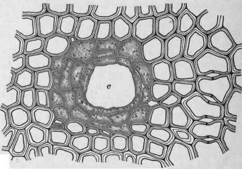 Fig. 240.   Transverse section through the wood of Pinus maritima, showing an oleo resin duct, c. Magnified. (Tschirch.)
